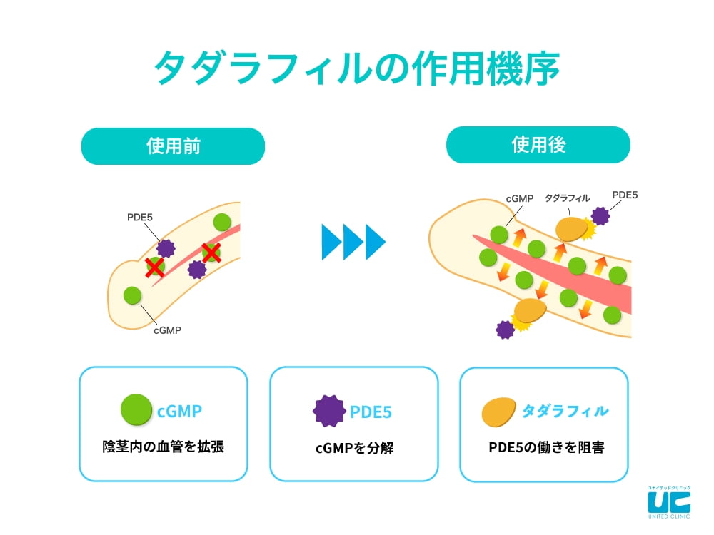 タダラフィルの作用機序