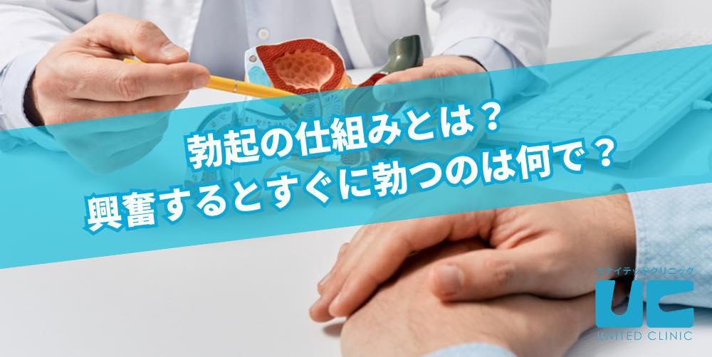 勃起の仕組みとは? 興奮するとすぐに勃つのは何で?