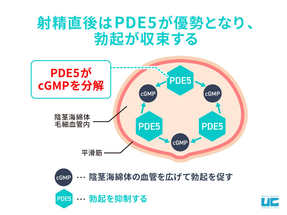 射精直後はPDE5が優勢となり、勃起が収束する仕組み