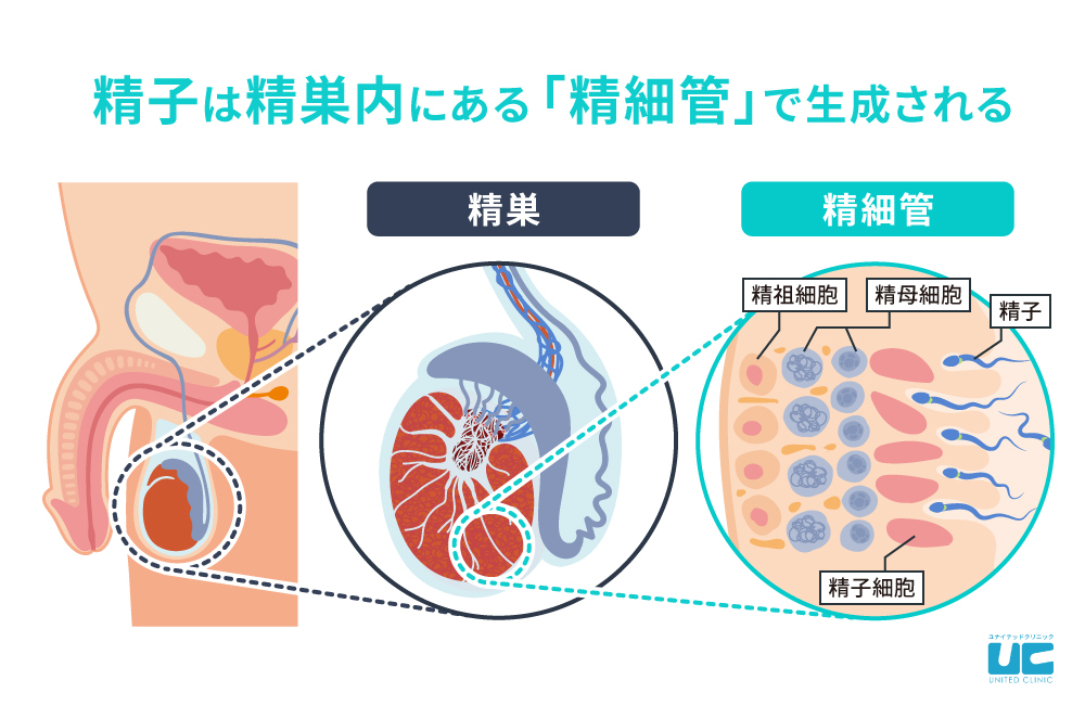 精子が生成されるメカニズム