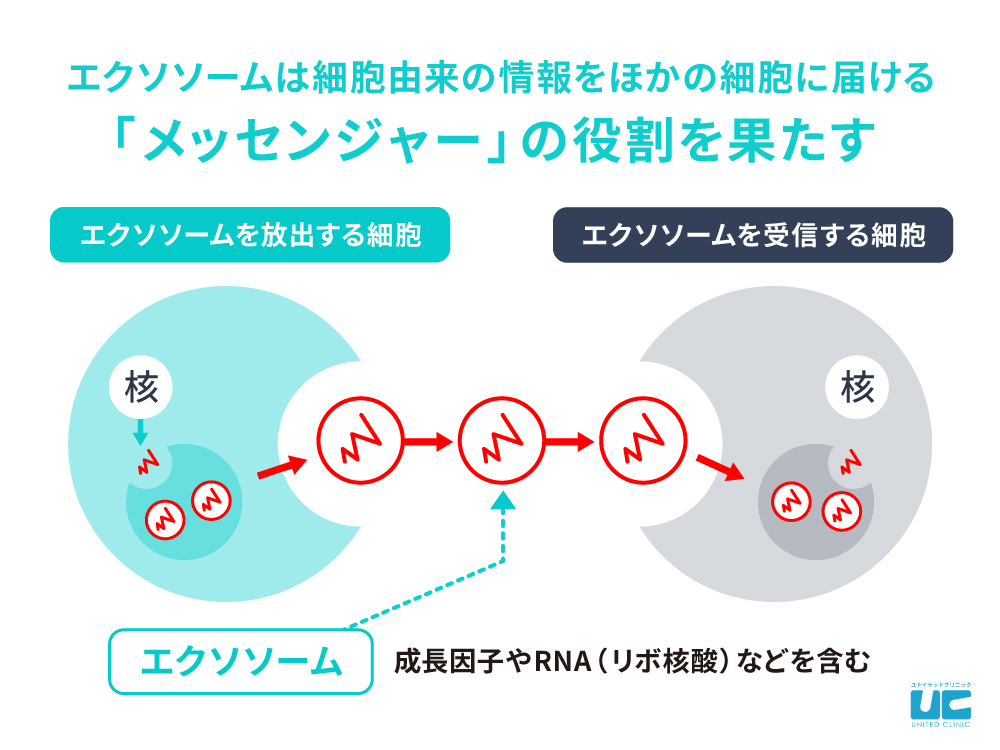 エクソソームの役割