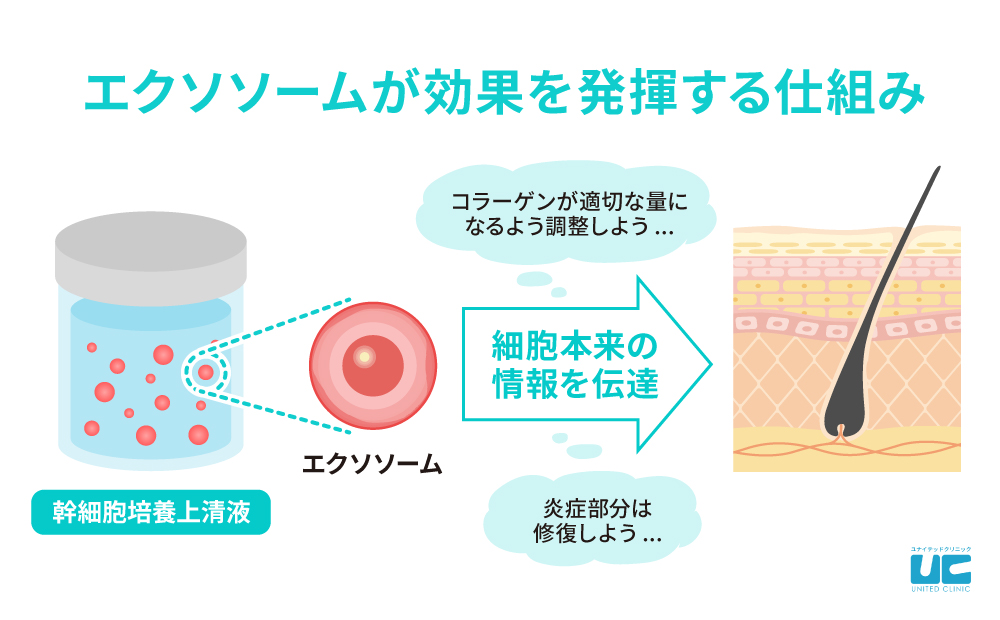 エクソソームが効果を発揮する仕組み